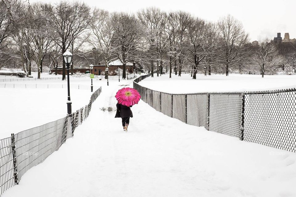 Snow blossom. Flower umbrella in the snow