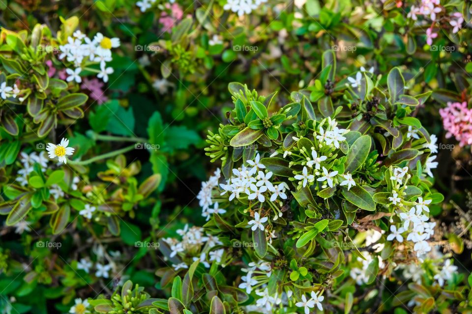 small white flower shrubby bush
