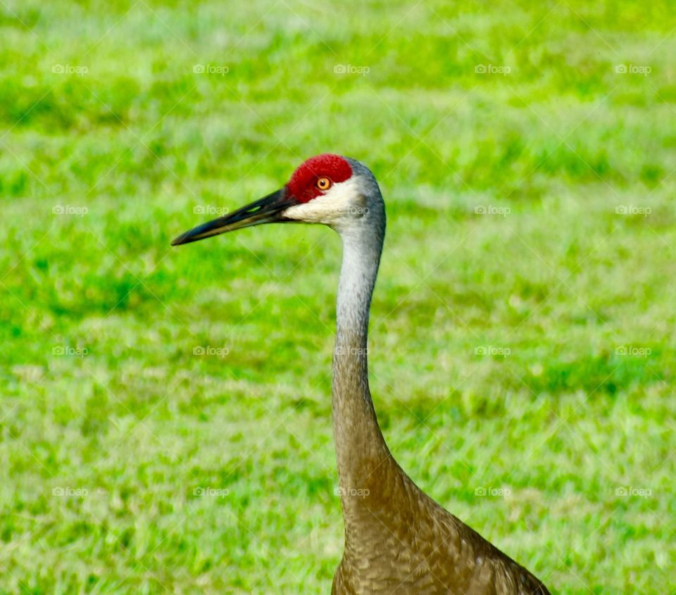 Sandhill crane