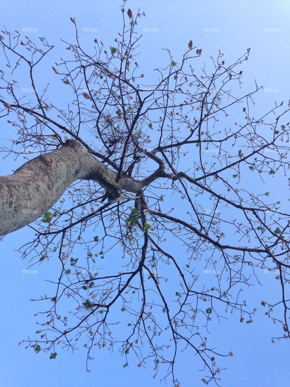 Tree and sky