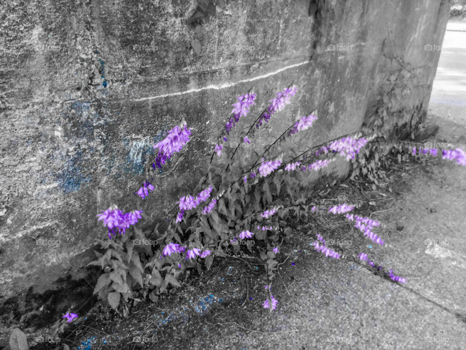 Flowers growing through the Cement Wall 