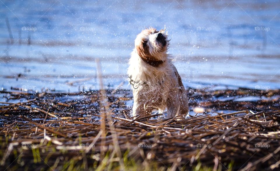 Jack russell. Shaking off the water