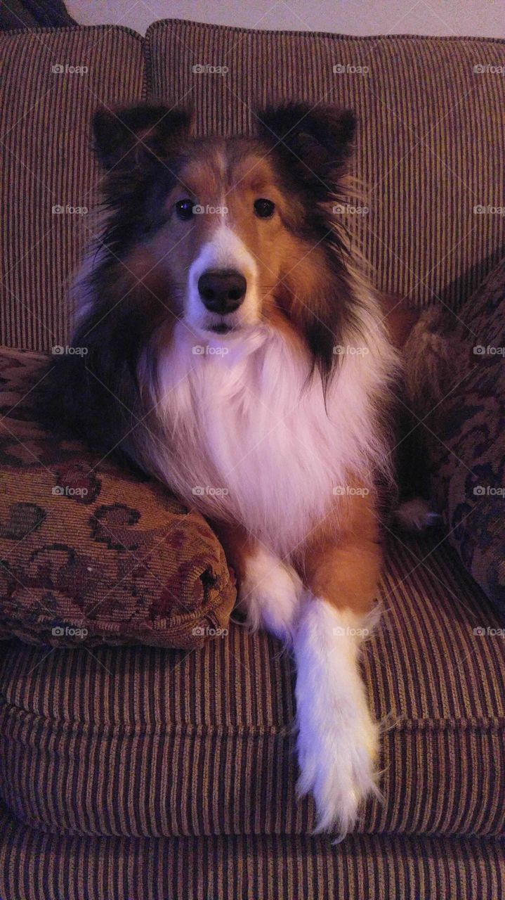 sheltie