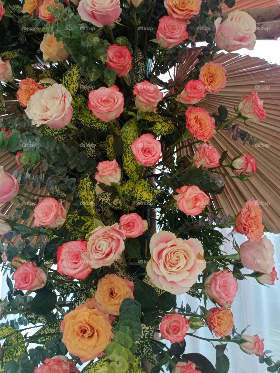 Hoa Hồng đa sắc.