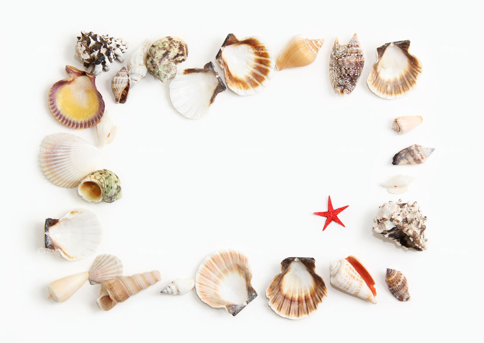  Shells. Starfish