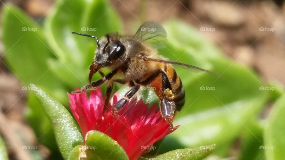 a busy bee collecting pollen from a small red flower