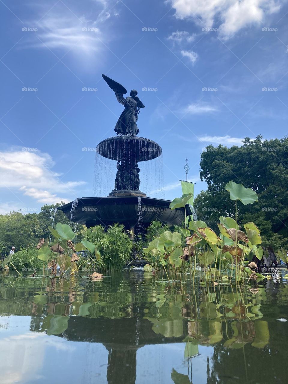 New York Central Park fountain with plants growing around it bottom view