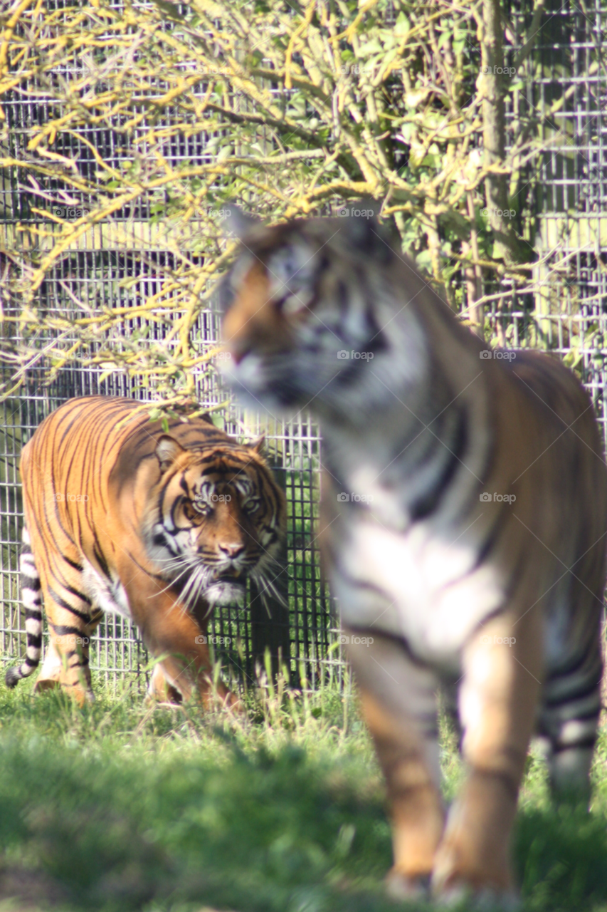 tiger zoo by leonbritton123