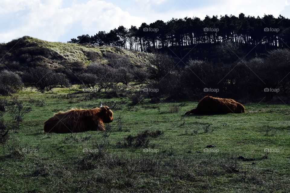 Scottish Highlanders in the Dutch dunes.