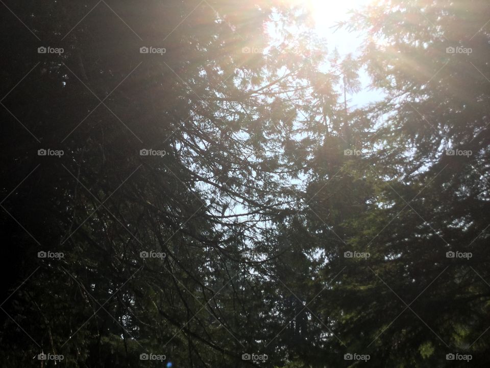 Sunlight Shining Through the Forest in Manning Park, British Columbia, Canada 