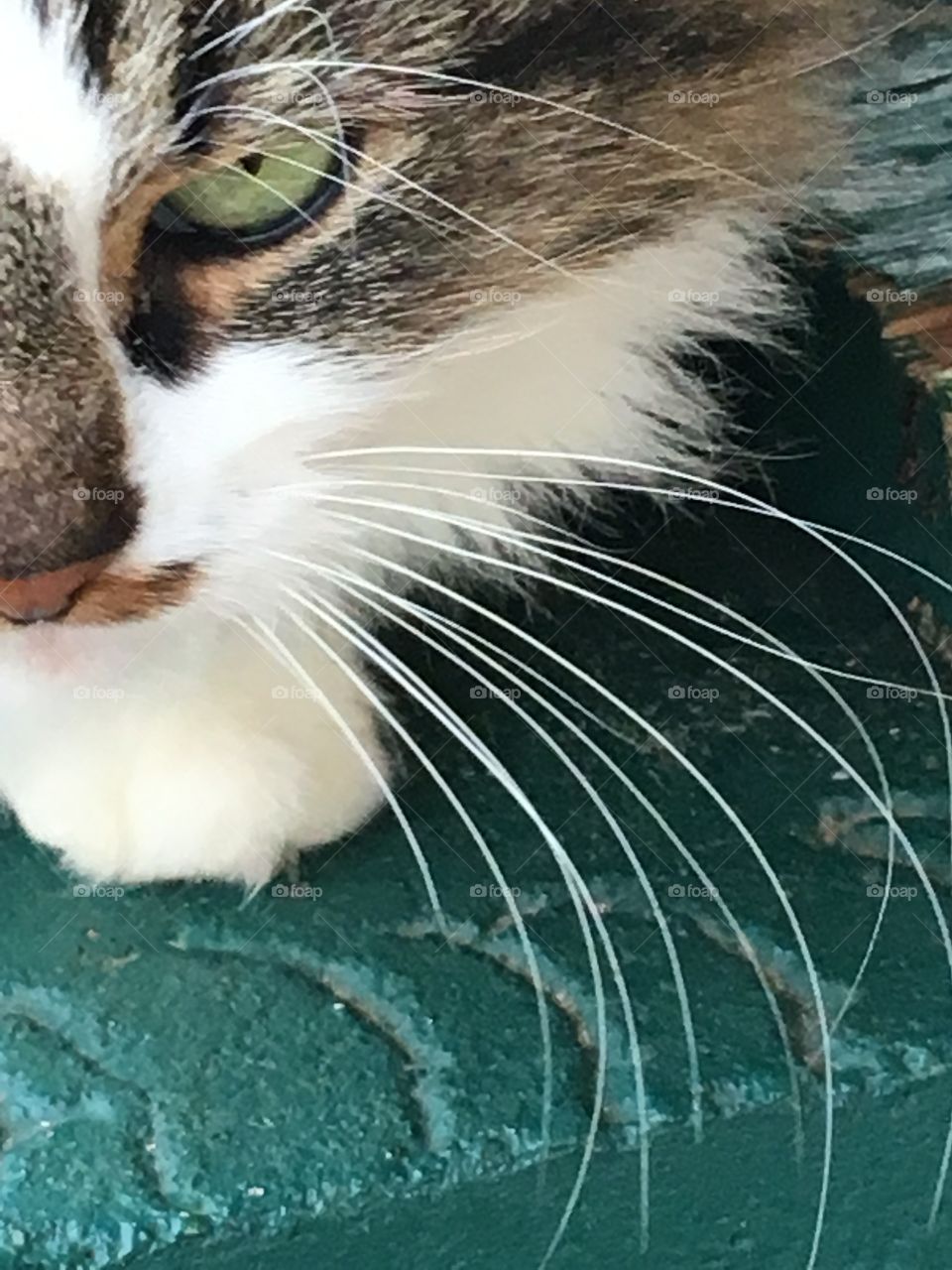 Big green cat eye long whiskers crouching looking, long hair and soft kitty,friendly 