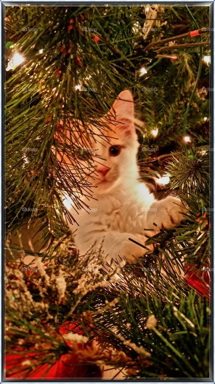 checking out the tree