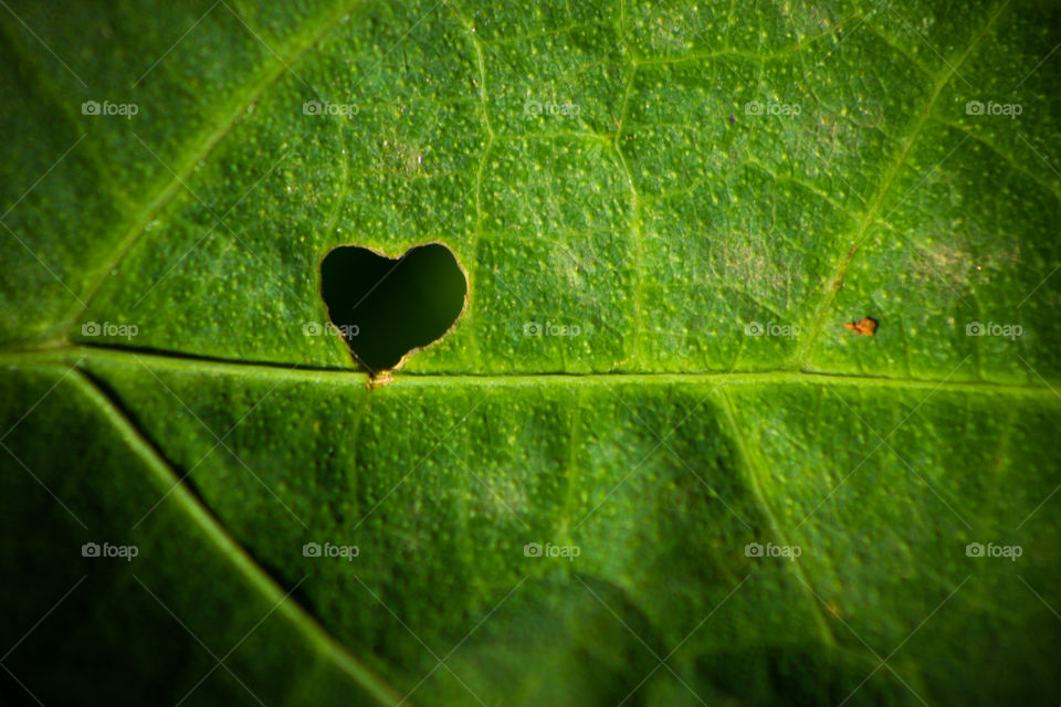 green leaf with a heart shape eaten into it