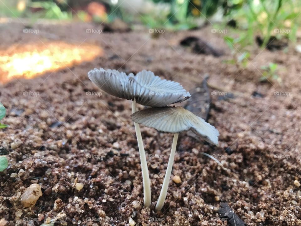 Mushrooms can be so beautiful 
