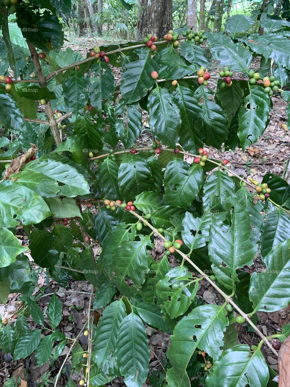 Coffee plants 