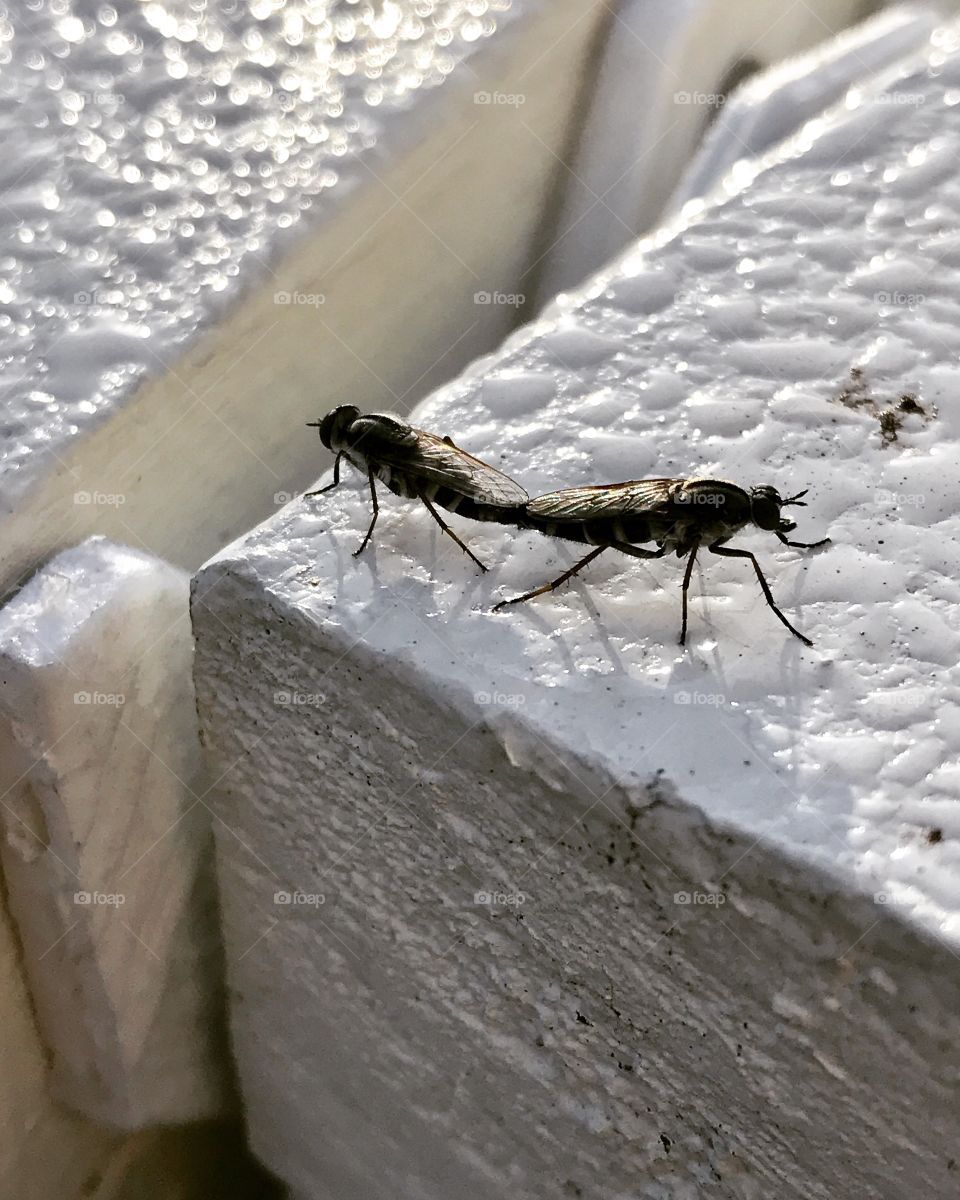 Bugs mating on fence outdoors