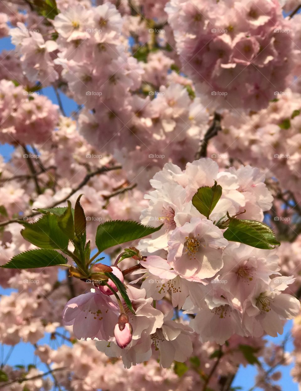 Cherry blossom