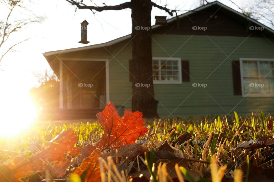 POV of a leaf in the yard of a house in fall