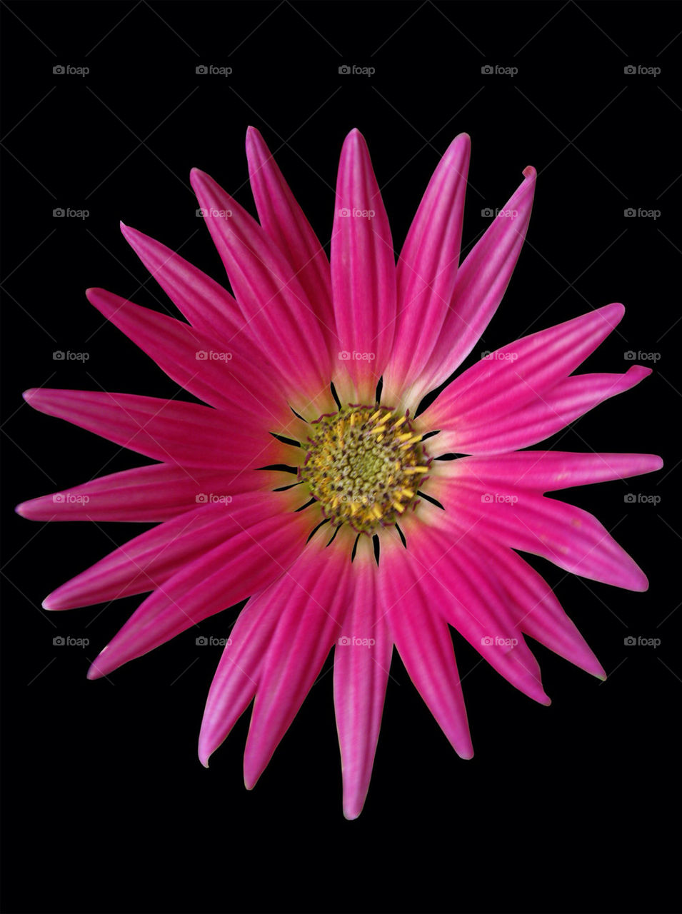 pink flower black petals by chris7ben