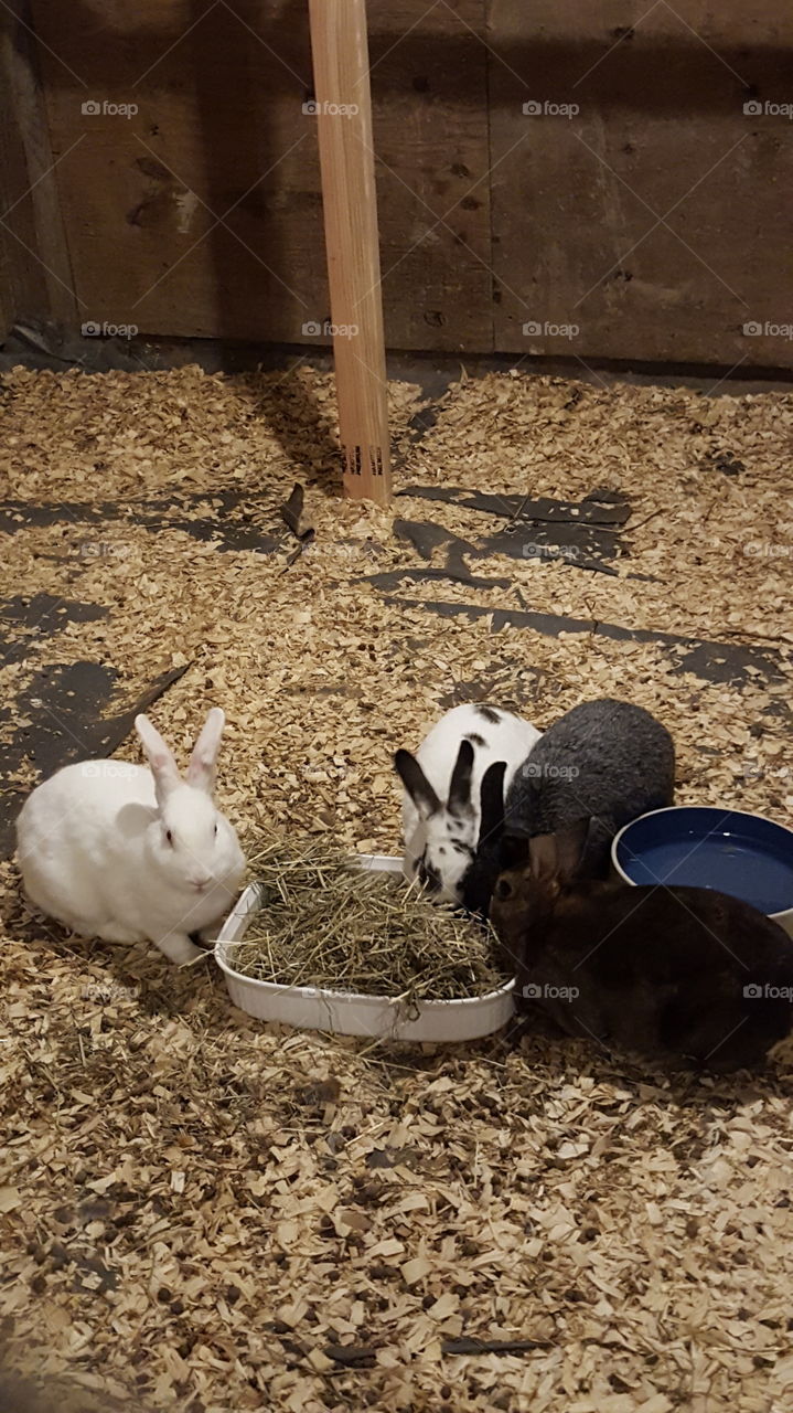 four rabbits eating
