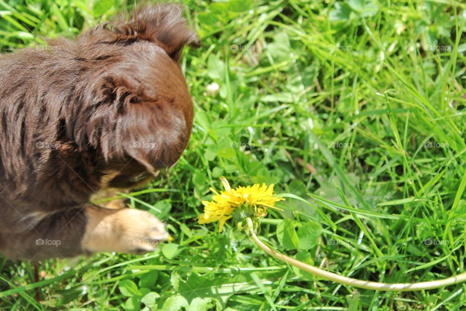 Puppy and the first spring 