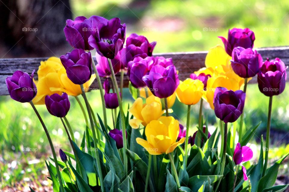 Purple and Yellow Tulips