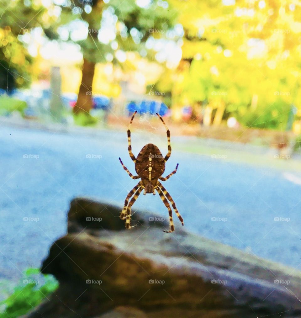 Spider on web with a colourful background 