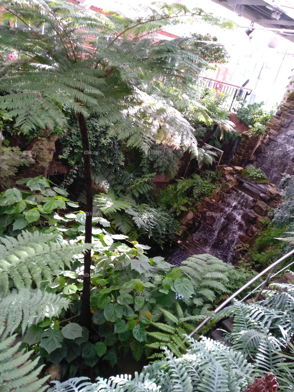 Exotic trees and plants surrounding a beautiful waterfall, trickling into a pond in Botanic Gardens, Belfast