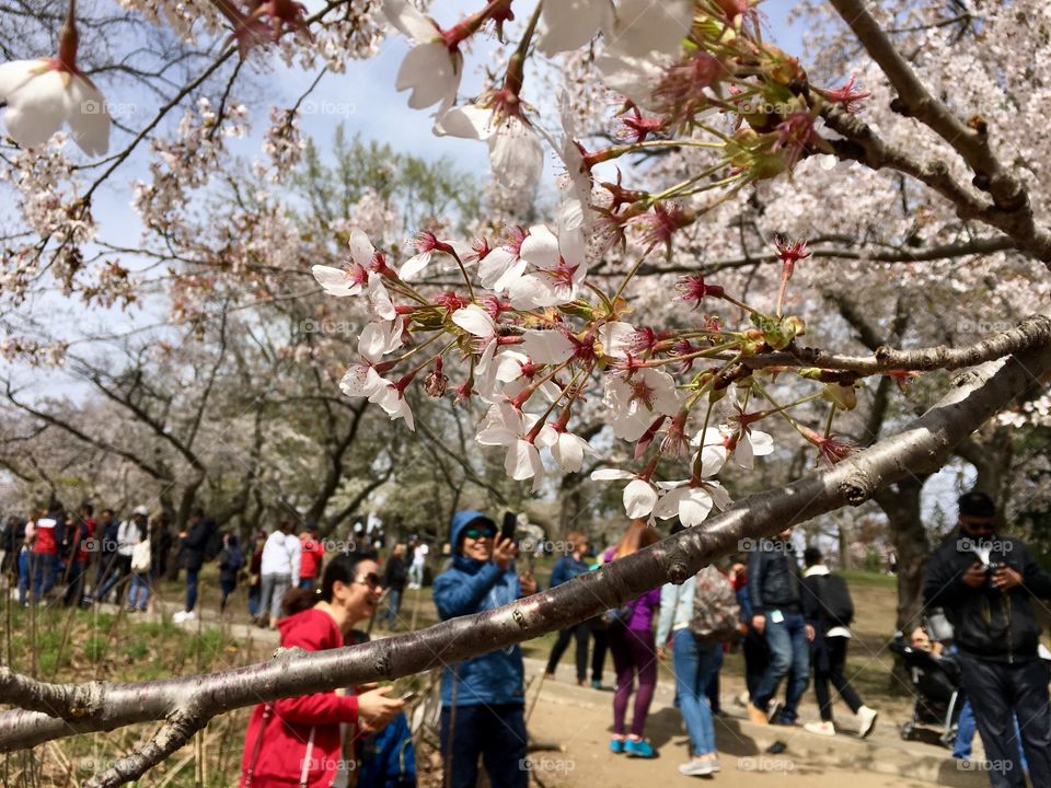 Cherry blossoms 