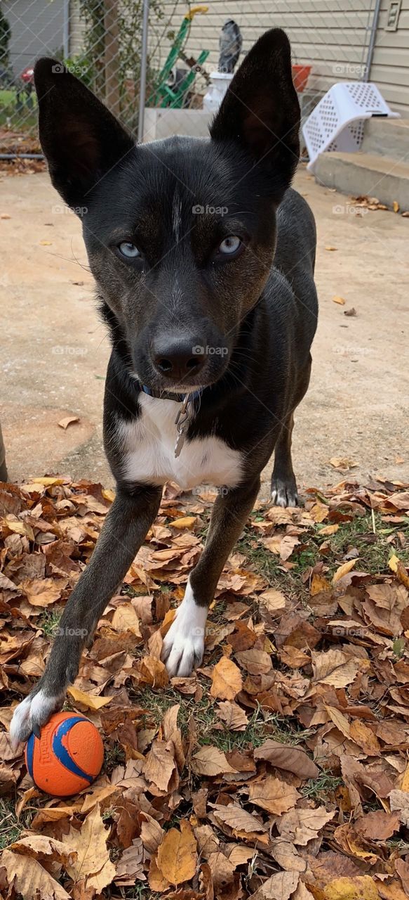 fall leaves black dog blue eyes playing3