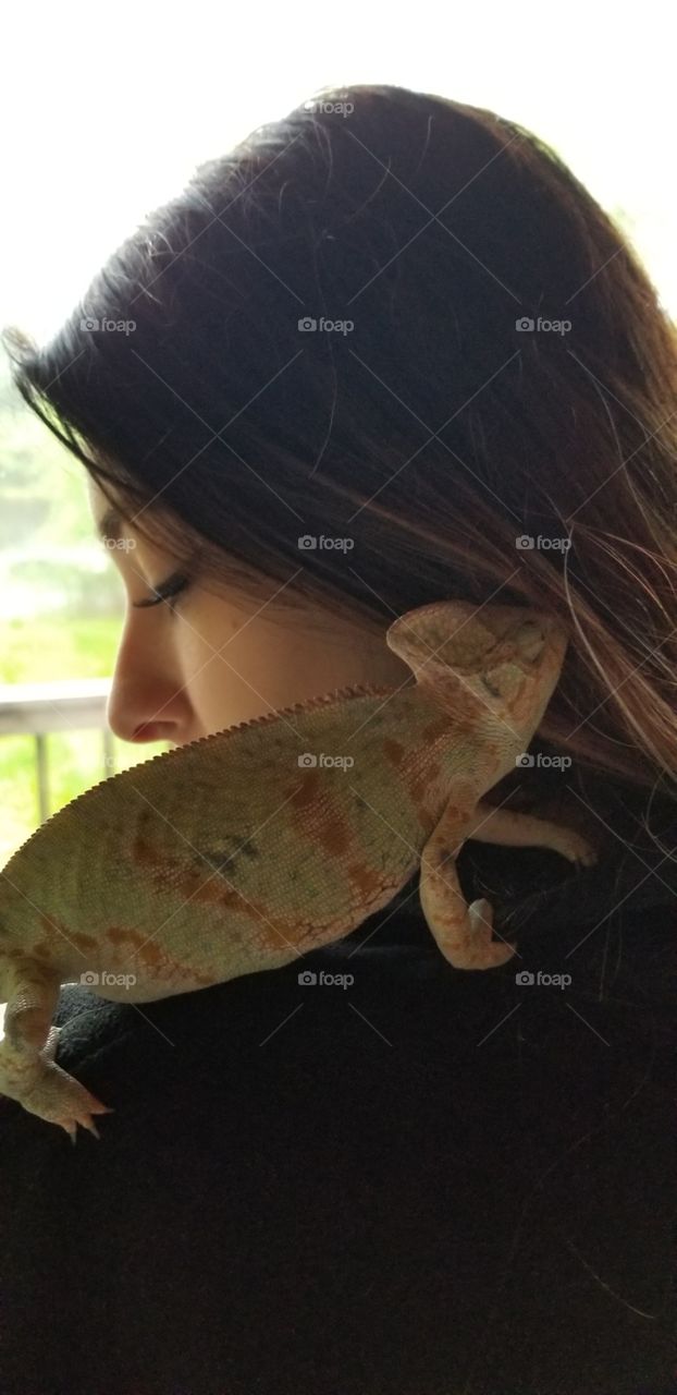 Chameleon investigating human hair on the shoulder of a woman 