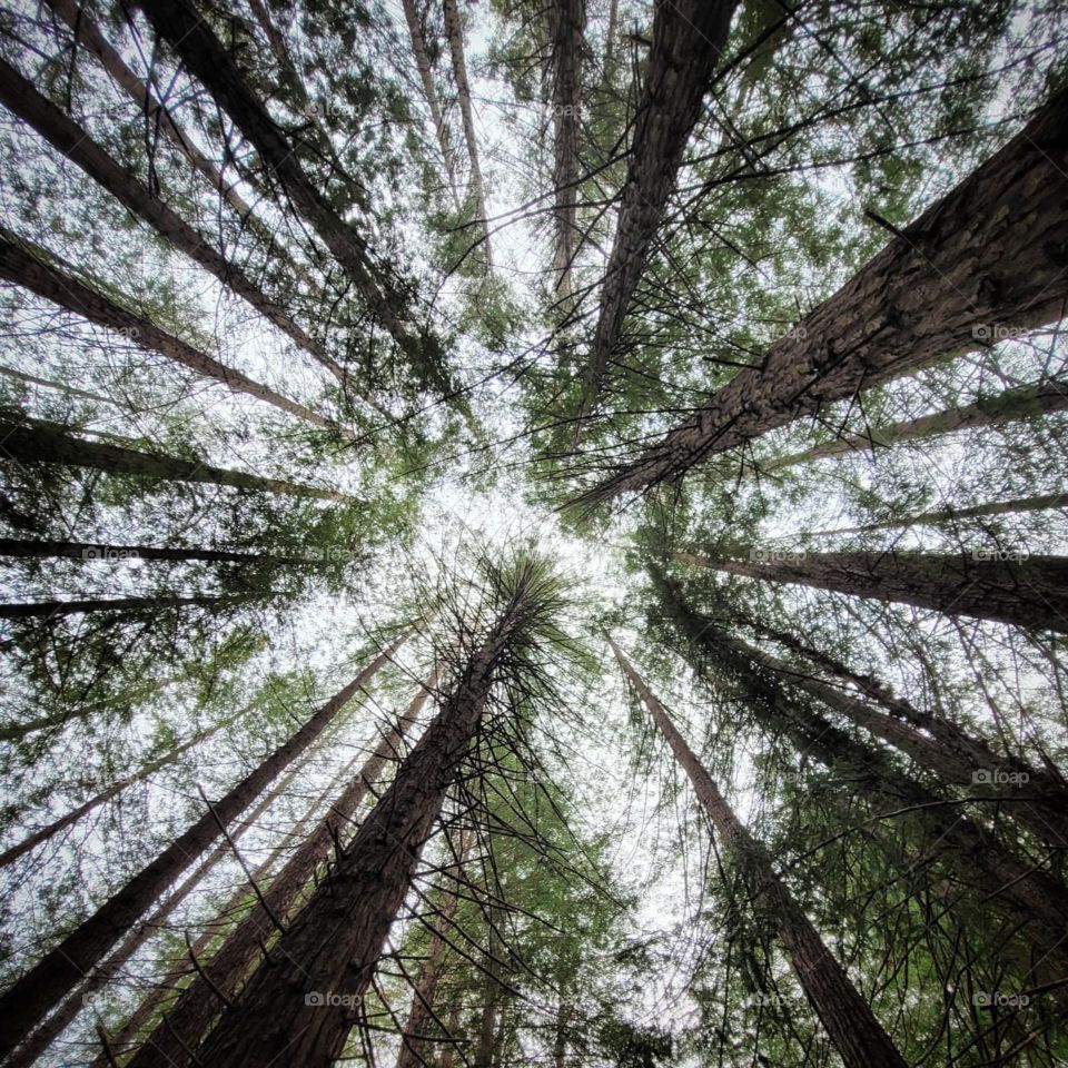 Trees from Below