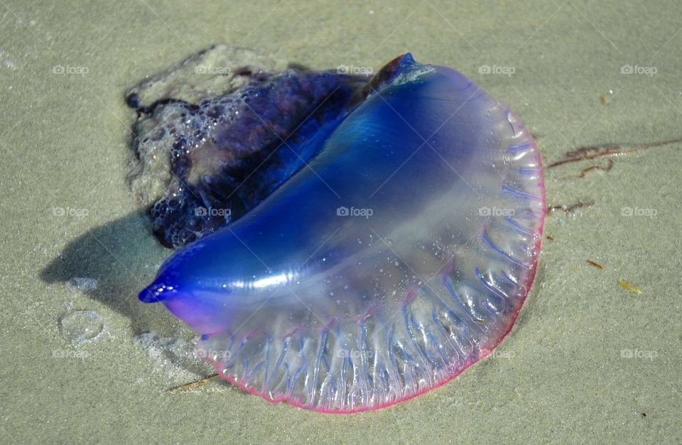 Portuguese Man o war jellyfish laying on the beach. 