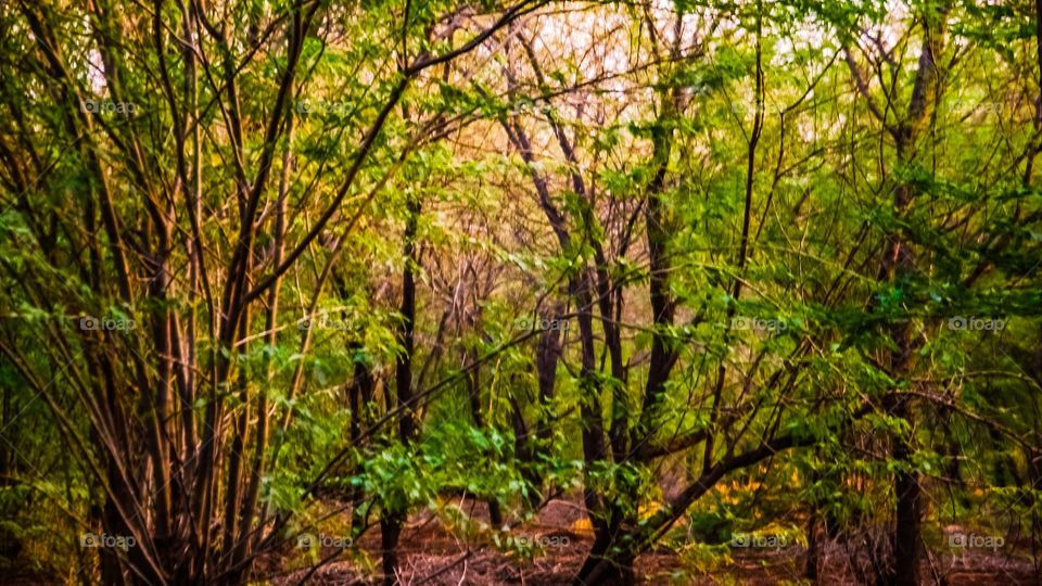 View of forest