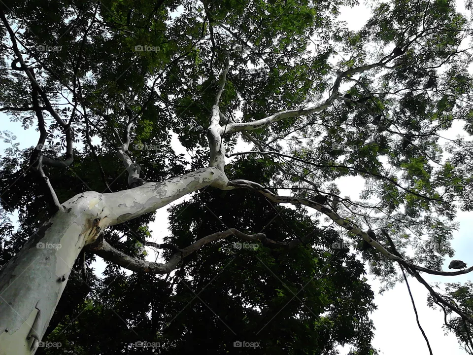 tree