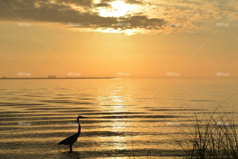 Sunrise vs Sunset - A gray heron wades along the shoreline for his next meal. A sunrise or sunset can be ablaze with brilliance and arouse all the passion, all the yearning, in the soul of the beholder