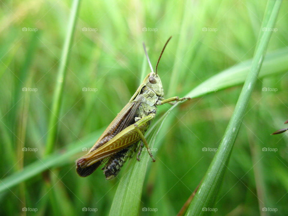 Grasshopper perching on grass