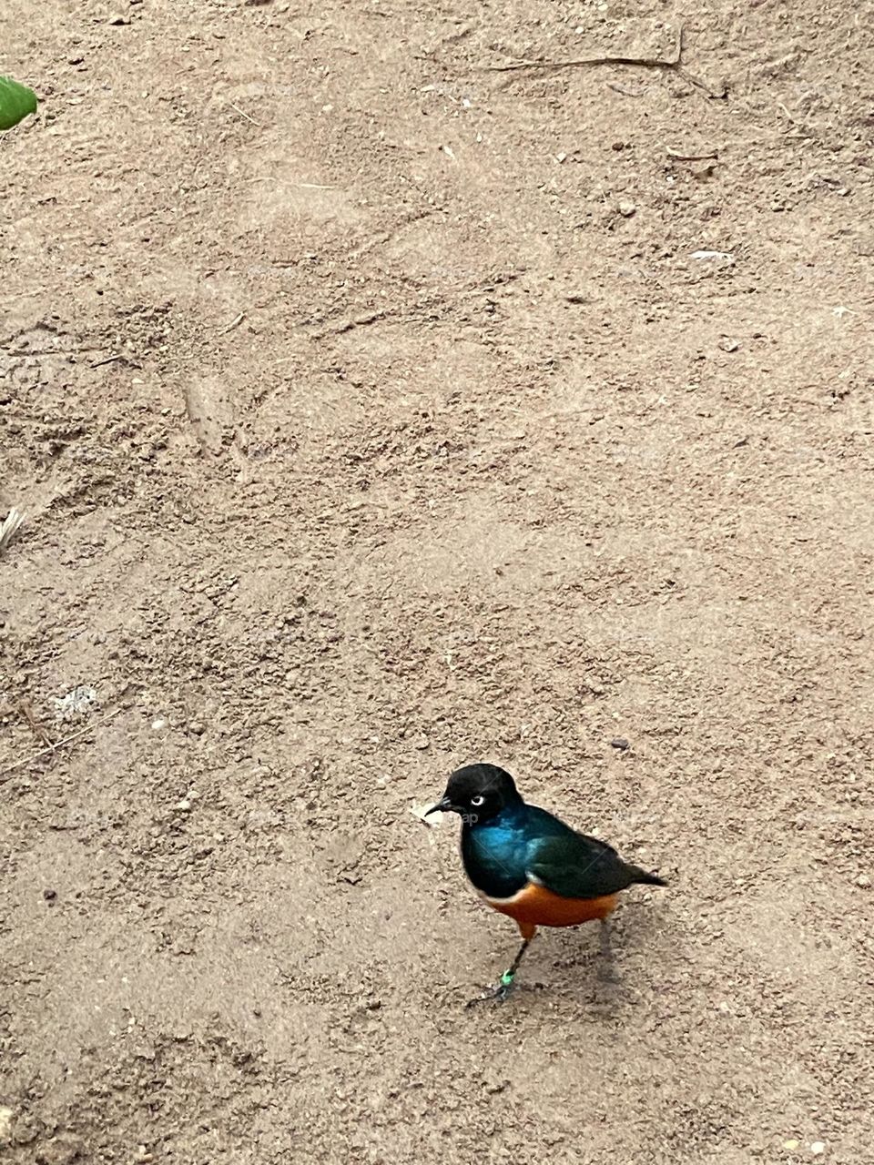 A blue and tan bird making its way across a dirt field with  a prized piece of food in its beak. 