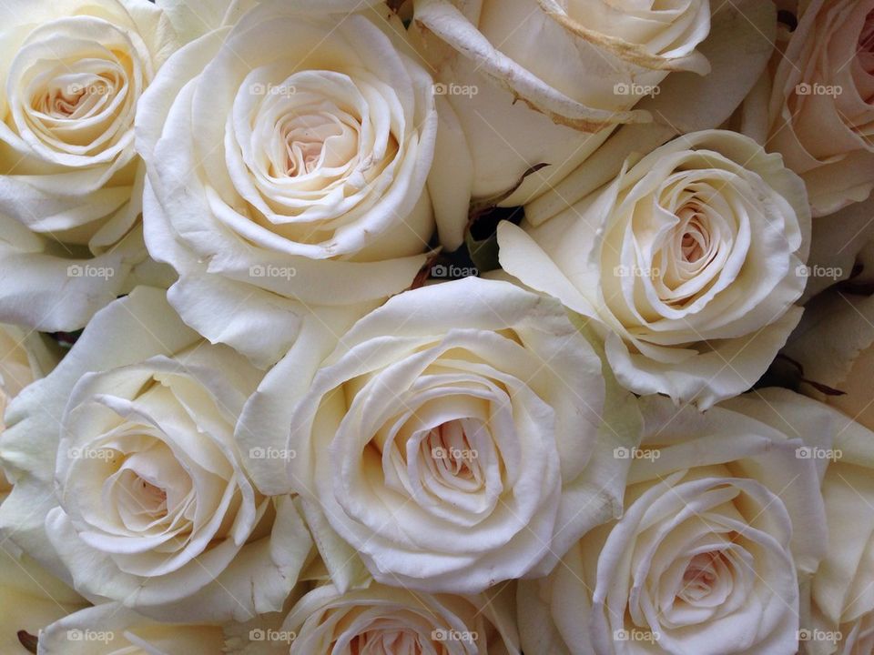 White roses