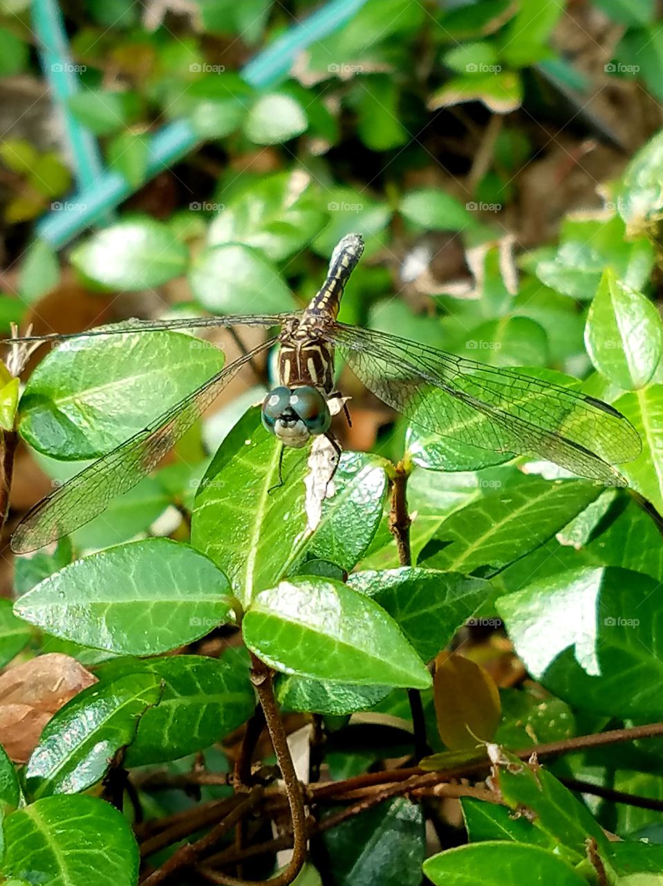 Dragonfly