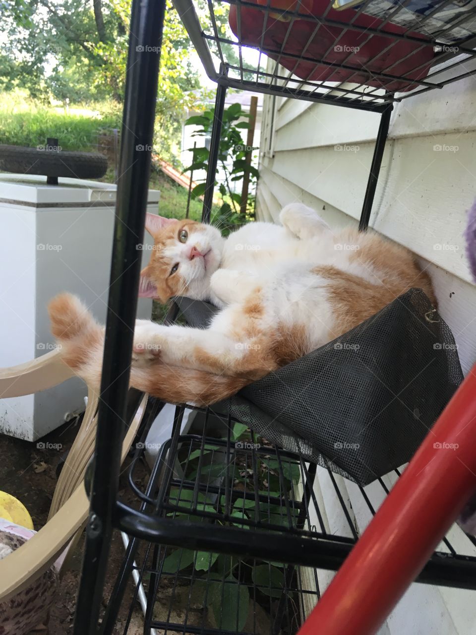 Tom found him a new spot to lay outside to enjoy the weather on top of shelves. 