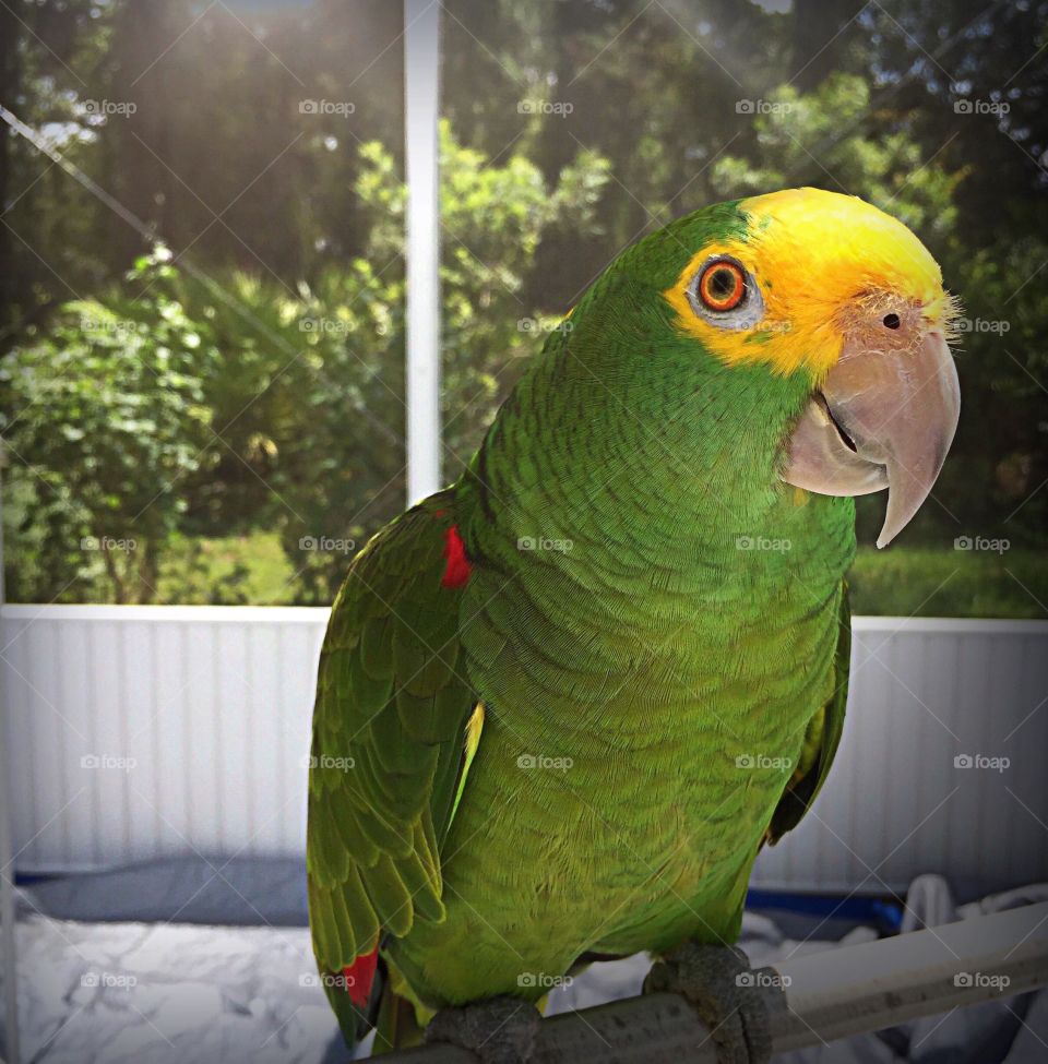 Sonny the Green and Yellow Amazon Parrot enjoying the sun and waiting for his warm shower.