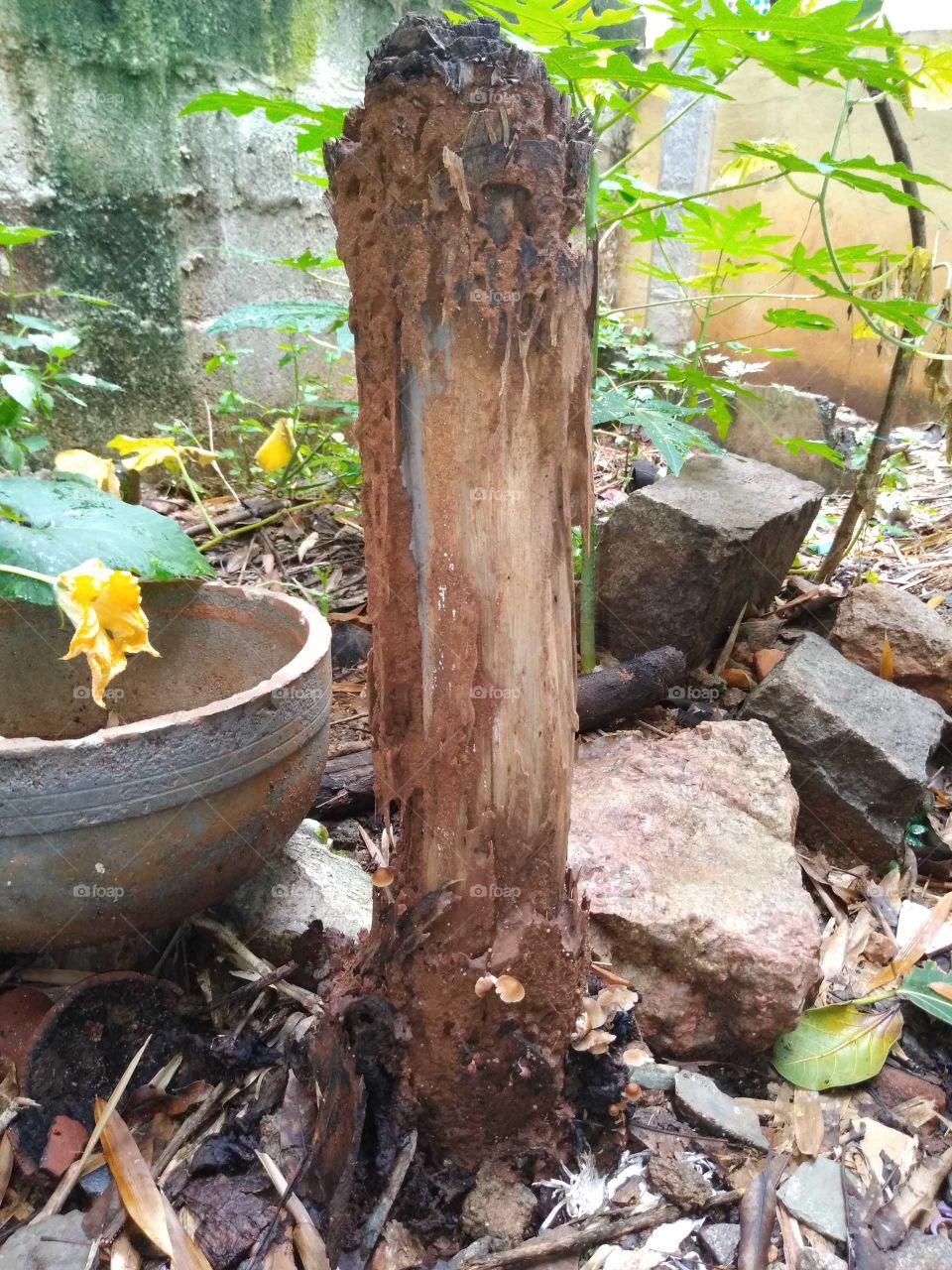 mushrooms on the wood bark