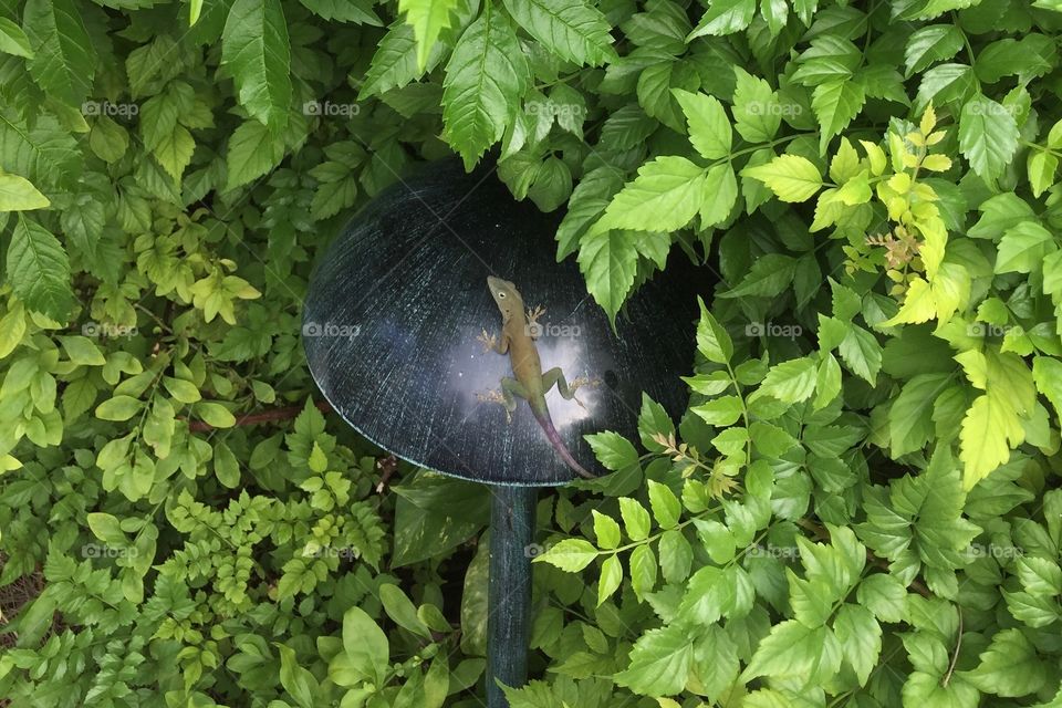 Lizard in the lush green garden