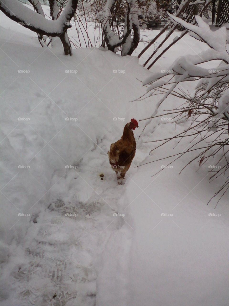 Snow Chicken