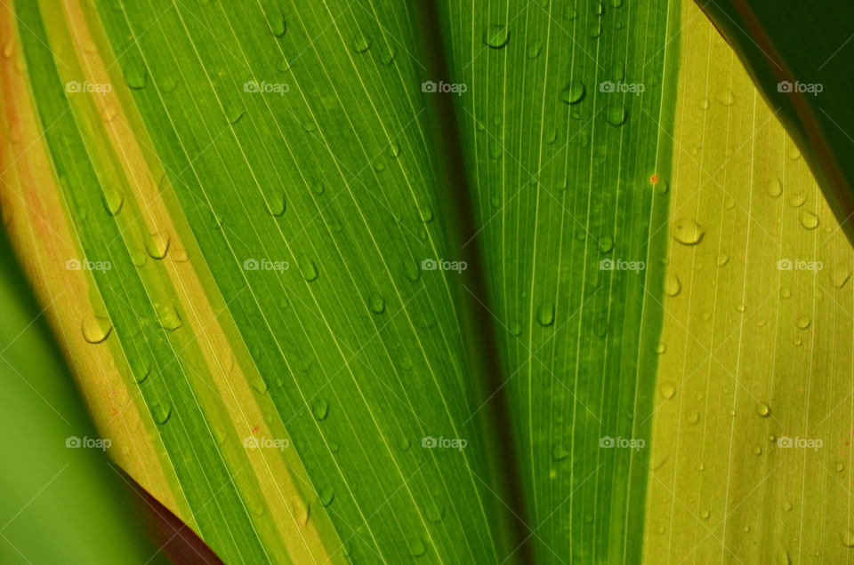 Full frame of wet leaves