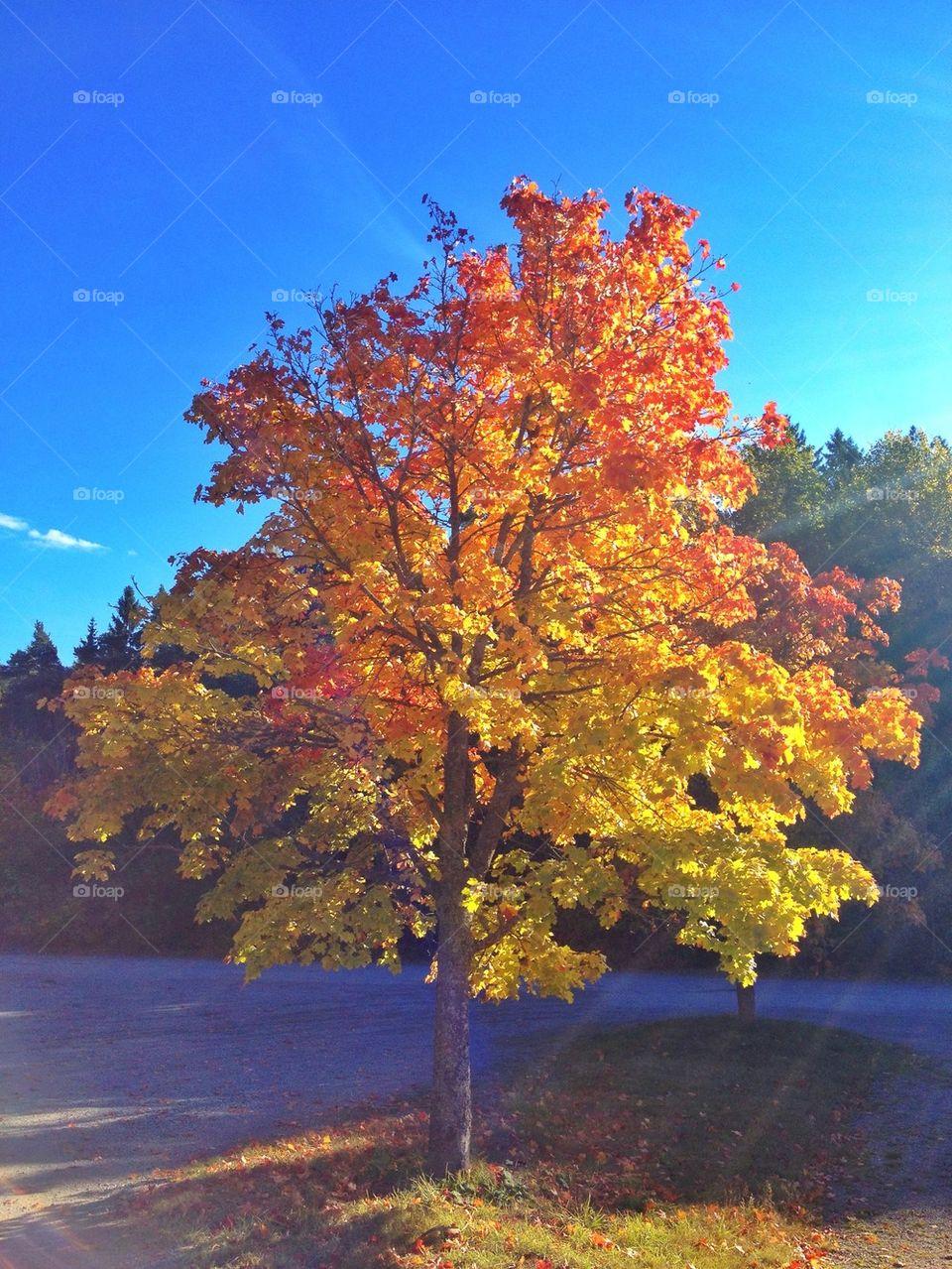 Autumn tree