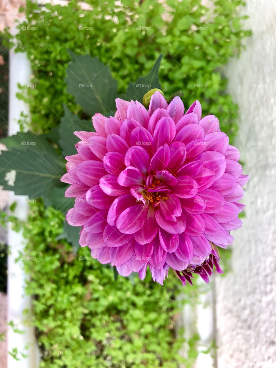 Beautiful flower in the flowerpot 