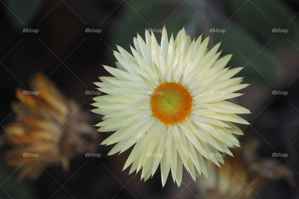 The yellow Strawflower is one of the most amazing strawflower with a unique blooming pattern.