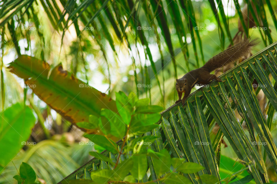 Chipmunk against green nature